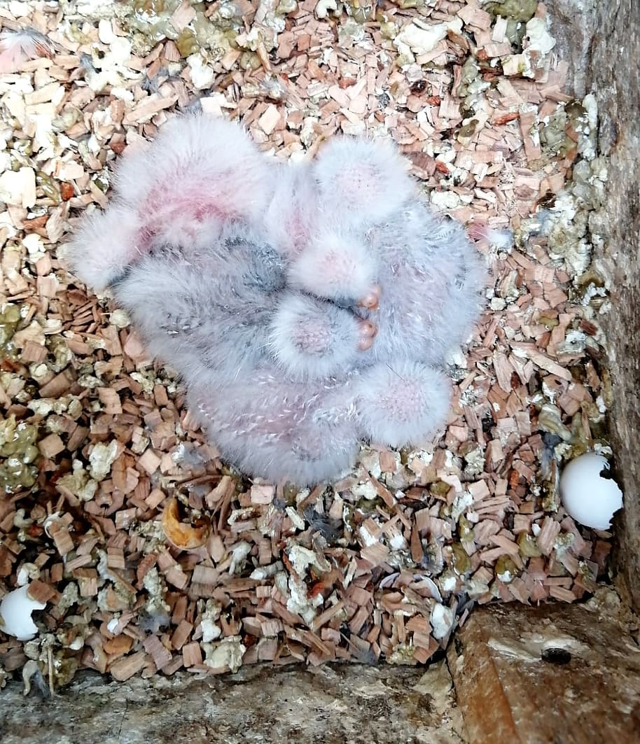 Jungtiere wenige Tage alt, im Nistkasten beim Zuchtfreund Knobel.
