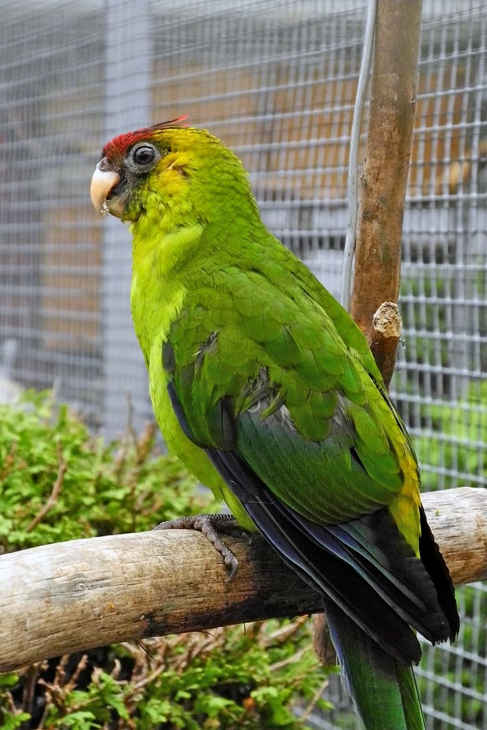 Junges Weibchen. Sehr gut ist der maisgelbe Schnabel des Jungvogels zu sehen.